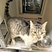 Thumbnail photo of Sir Orange #3