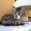 Thumbnail photo of Sir Orange #4