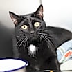 Thumbnail photo of Monty #2