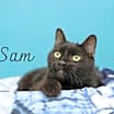 Thumbnail photo of Sam #1