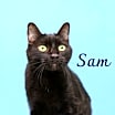 Thumbnail photo of Sam #2