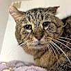 Thumbnail photo of Elvis #1