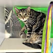 Thumbnail photo of Sissy #4
