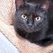 Thumbnail photo of Endora #1