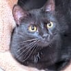 Thumbnail photo of Endora #2