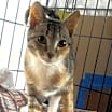 Thumbnail photo of NIKO #4