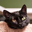 Thumbnail photo of Endora #3