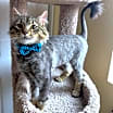 Thumbnail photo of Maurice #1