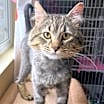 Thumbnail photo of Maurice #2