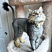 Thumbnail photo of Maurice #3