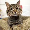 Thumbnail photo of Maurice #4