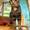 Thumbnail photo of Ryker #2
