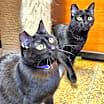Thumbnail photo of Yada #1