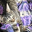 Thumbnail photo of Ponyo #1