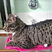 Thumbnail photo of Ponyo #2