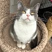 Thumbnail photo of Shadow #1