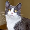 Thumbnail photo of Shadow #2