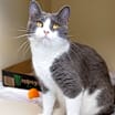 Thumbnail photo of Shadow #3