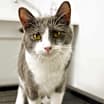 Thumbnail photo of Shadow #4