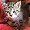 Thumbnail photo of Uno #3