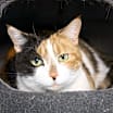 Thumbnail photo of Cali (declawed) #1