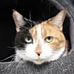 Thumbnail photo of Cali (declawed) #2