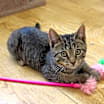 Thumbnail photo of Choco #1