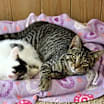 Thumbnail photo of Choco #2