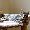 Thumbnail photo of Choco #3