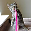 Thumbnail photo of Choco #4