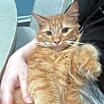 Thumbnail photo of Pele #1