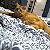 Thumbnail photo of Pele #3