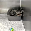 Thumbnail photo of Gracie #1