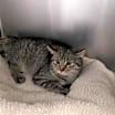 Thumbnail photo of Gracie #2