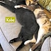 Thumbnail photo of Kobe #3