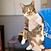 Thumbnail photo of Nacho #1
