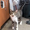 Thumbnail photo of Nacho #2