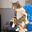 Thumbnail photo of Nacho #3
