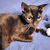 Thumbnail photo of Princess Gate the Polydactyl Sweetie #1