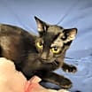Thumbnail photo of Princess Gate the Polydactyl Sweetie #2