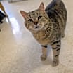 Thumbnail photo of Athena #1