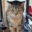 Thumbnail photo of Athena #3