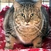 Thumbnail photo of Athena #4