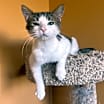Thumbnail photo of Milo #1