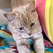 Thumbnail photo of Blondie #2