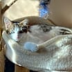 Thumbnail photo of Milo #2