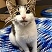 Thumbnail photo of Milo #3
