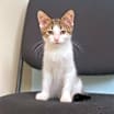 Thumbnail photo of Milo #4