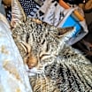 Thumbnail photo of Ruby #2