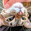 Thumbnail photo of Ruby #3